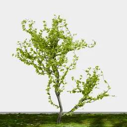 Small Tree-Spring Cherry