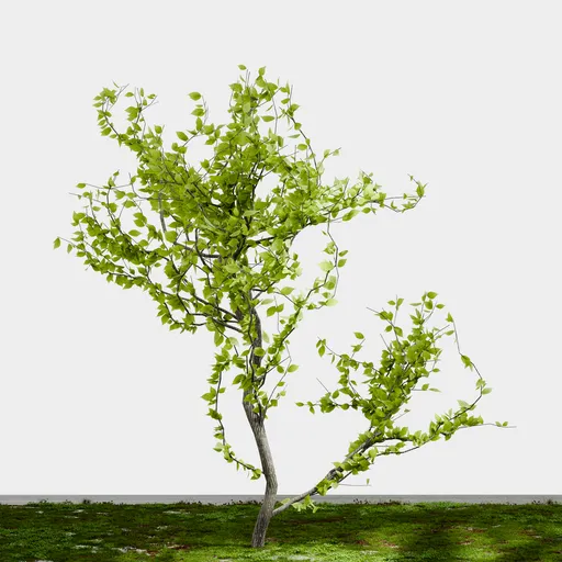 Small Tree-Spring Cherry