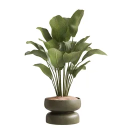 Indoor Plant  - Cuban Cigar