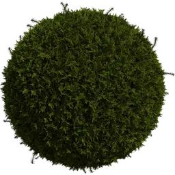Moss 01