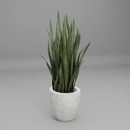 Snake Plant Sansevieria in Minimal Pot
