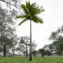Imperial Palm Tree Animated