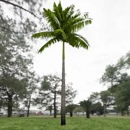 Imperial Palm Tree Animated