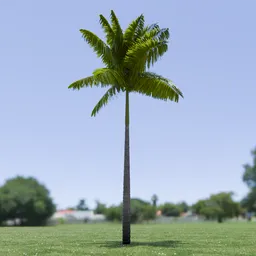 Imperial Palm Tree Animated