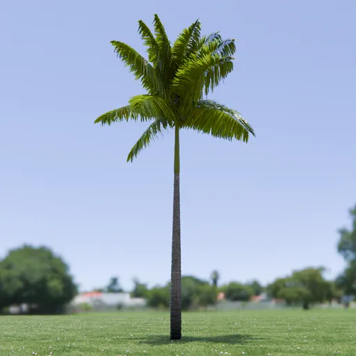 Imperial Palm Tree Animated