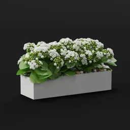 White Kalanchoe in Ceramic Planter