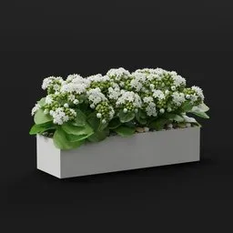 White Kalanchoe in Ceramic Planter