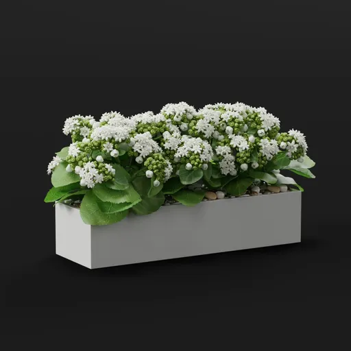 White Kalanchoe in Ceramic Planter