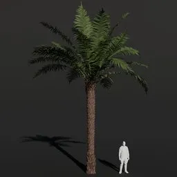 Tree Fern Large Sparse