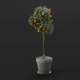 Mini Orange Tree