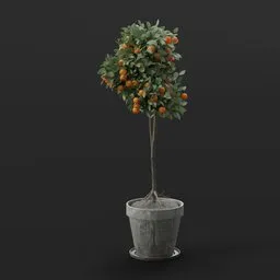 Mini Orange Tree