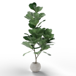 Alt text: "Ficus Lyrata indoor plant model in white vase with black background, rendered in Blender 3D. Featuring realistic fig leaves and accent lighting. Perfect for creating vertical gardens and verdant indoor scenes."
