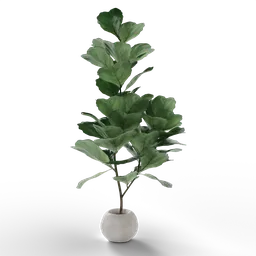 Alt text: "Ficus Lyrata indoor plant model in white vase with black background, rendered in Blender 3D. Featuring realistic fig leaves and accent lighting. Perfect for creating vertical gardens and verdant indoor scenes."