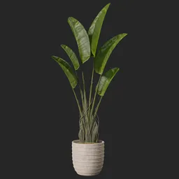 Plant