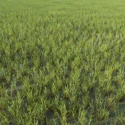 Grass Generic Small Clumps