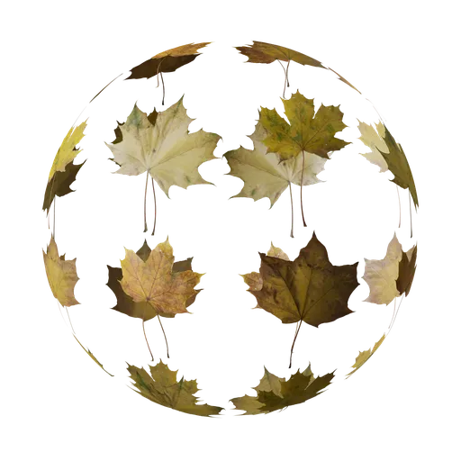 Maple Autumn