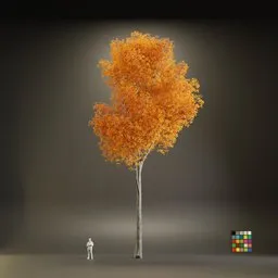 European Maple Acer Platanoide