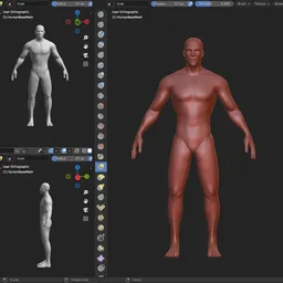 Detailed male base mesh displayed in Blender, ideal for 3D sculpting and anatomy reference.
