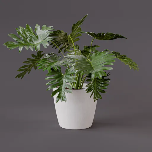 Philodendron Potted Plant