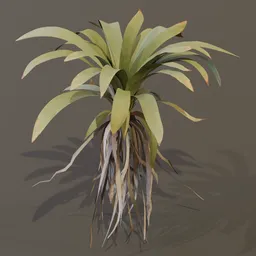 Bromeliad Tropical Flower Med