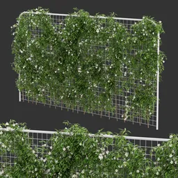 Horizontal Fence Ivy Flowering Q