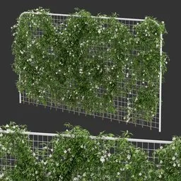 Horizontal Fence Ivy Flowering Q