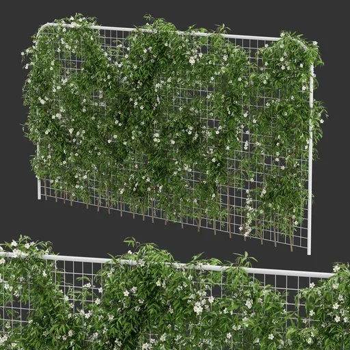 Fence Ivy Flowering Plant