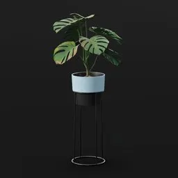 Monestera Plant Small Potted
