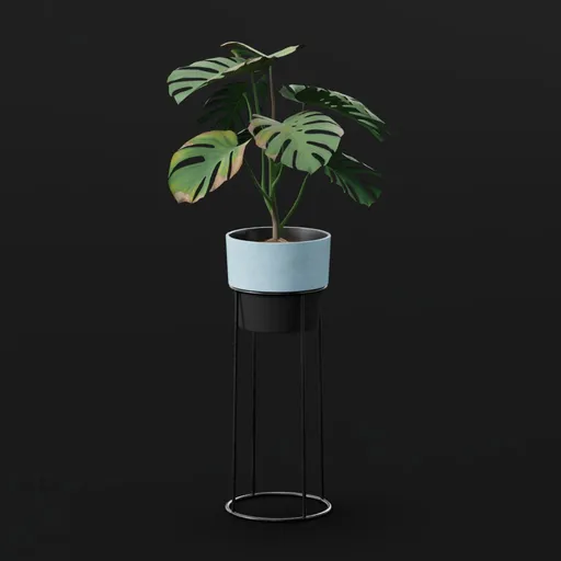 Monestera Plant Small Potted