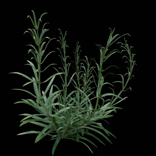 Outdoor Herb