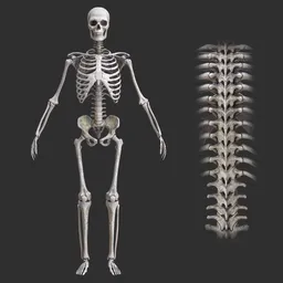 Human rigged male skeleton