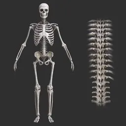 Human rigged male skeleton