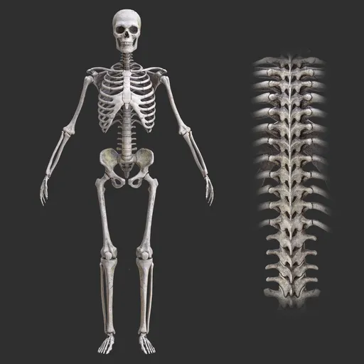 Human rigged male skeleton