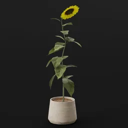 Flower Sunflower Med Pot