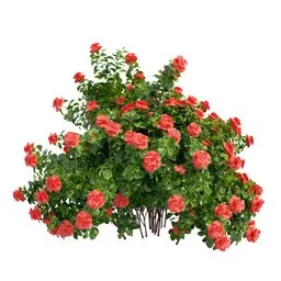 Realistic 3D model of a lush red rose bush with detailed 4K textures and materials, designed for Blender rendering.