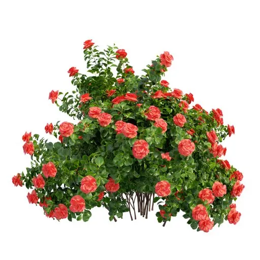 Realistic 3D model of a lush red rose bush with detailed 4K textures and materials, designed for Blender rendering.