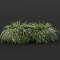 Fountain Grass Twin