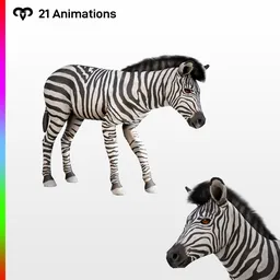 Baby Zebra Animated Rigged