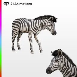 Baby Zebra Animated Rigged