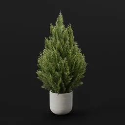 Red Cedar Bush Large Pot