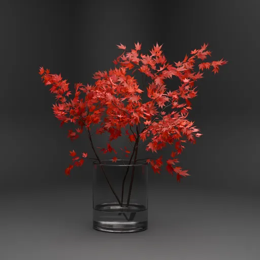 Japanese Red Maple Branch