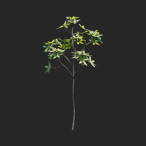 Mangrove Plant + Geometry Nodes + Animation