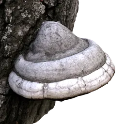 Detailed Blender 3D model of a realistic mushroom growing on textured tree bark for rustic forest scenes.
