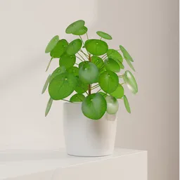 Pilea plant pot