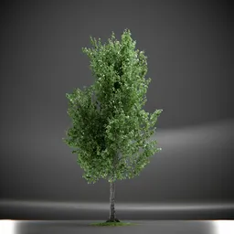 Tree Slender Silhouete Animated