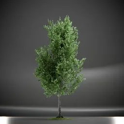 Tree Slender Silhouete Animated