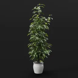 Tall Variegated Ficus Plant