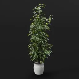 Tall Variegated Ficus Plant