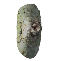 Ulmus parvifolia Burl