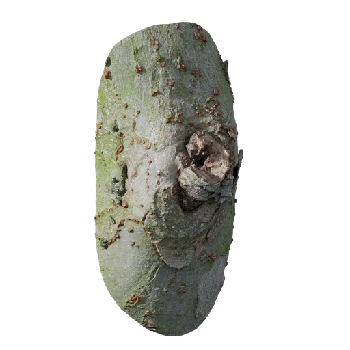 Ulmus parvifolia Burl